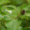 COSTUS ROOT OIL - Image 2