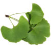 GINKGO EXTRACT