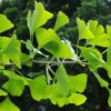 GINKGO EXTRACT - Image 2
