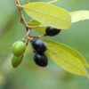 LAUREL BERRY OIL - Image 2