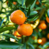 MANDARIN OIL - Image 2