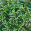 SAVORY WINTER (MONTANA) OIL