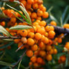 SEA BUCKTHORN SEED OIL - Image 2